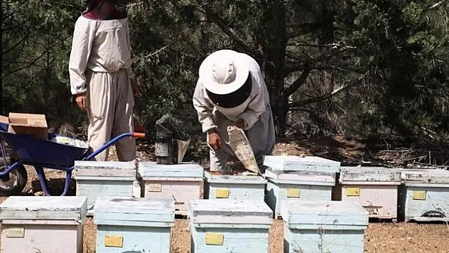 Olumsuz mevsim koşulları ve tarım ilaçları bal üretimini azaltıyor