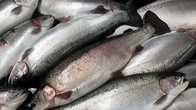 Doğu Karadeniz'in su ürünleri ihracat geliri 2 ayda yüzde 26 arttı