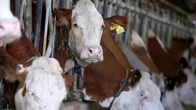 Kırklareli süt ve süt ürünleri ihracatını katlamak istiyor