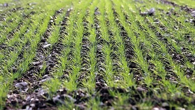 Hububatta gözler bahar yağmurlarına çevrildi