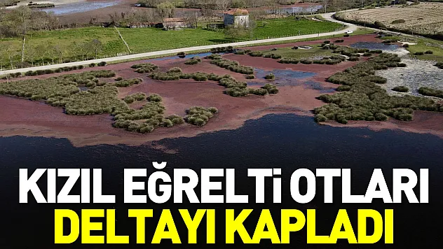 Kızıl eğrelti otları Delta'yı kapladı