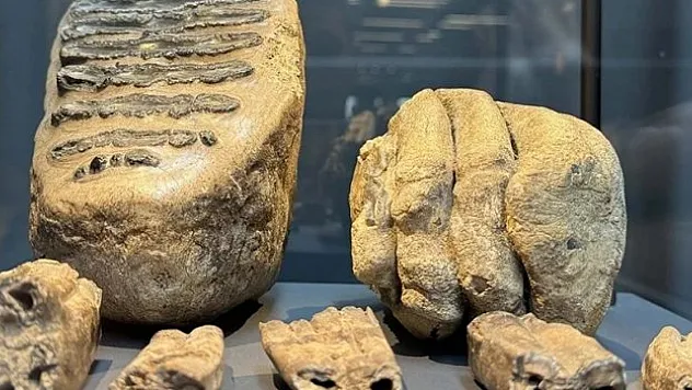 Mamut fosilleri sergilenmeye başlandı