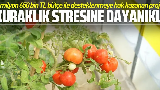 'Kuraklık stresine dayanıklı'