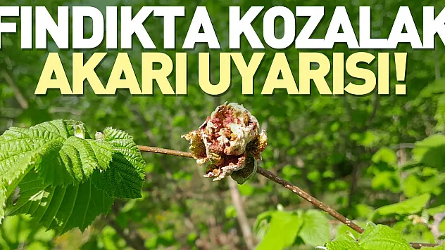 Fındıkta kozalak akarı uyarısı!