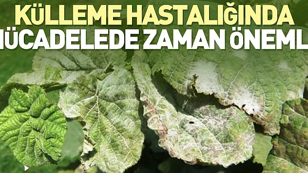 Külleme hastalığında mücadelede zaman önemli!