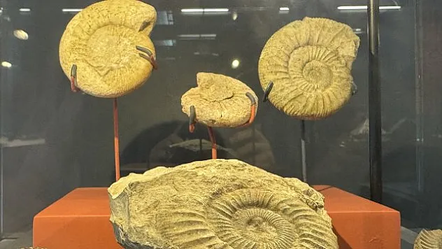 545 milyon yıllık deniz lalesi Samsun Müzesi'nde