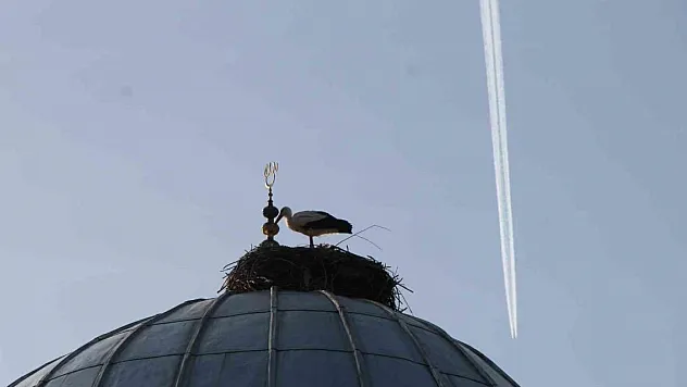 Leylekler 10 yıldır aynı camide yuvalarını kuruyor