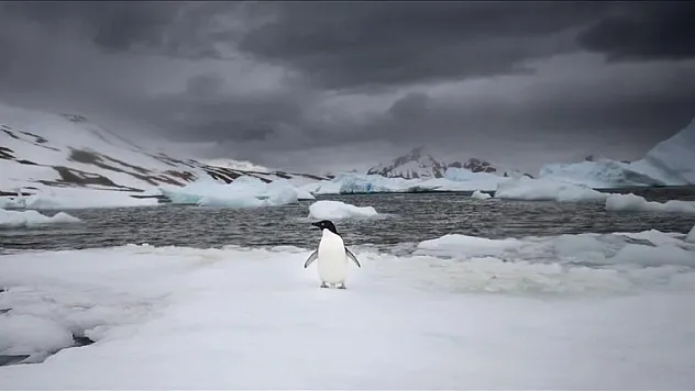 Türk bilim insanları Beyaz Kıta'da doğal yaşamın koruyucusu oldu