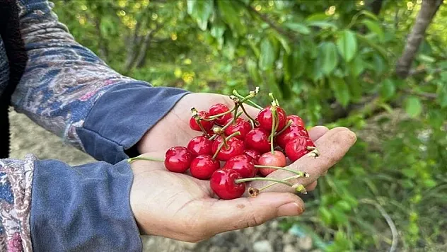 Erkenci kiraz üretim merkezi Manisa'da sezonun ilk hasadı yapıldı