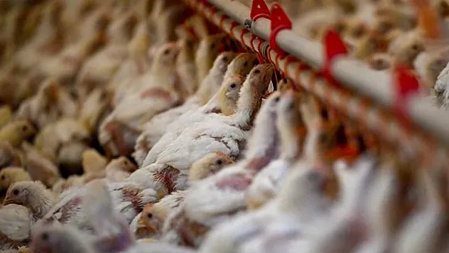 Böcek larvalarından alternatif balık ve tavuk yemi üretilecek