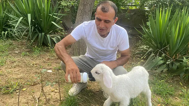 12 günlük kuzuyu evinde besliyor