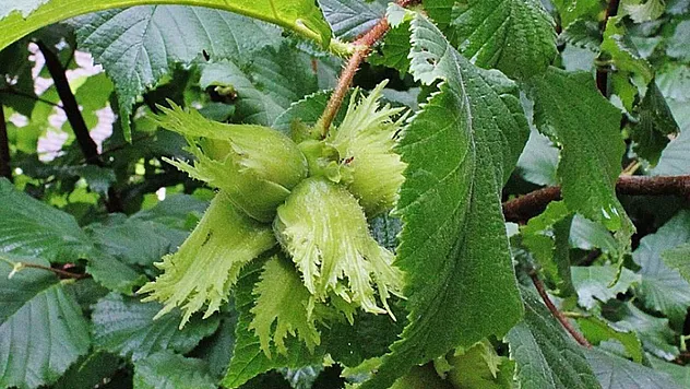 12 Mart Giresun güncel fındık fiyatı I Üreticinin gözü yükselişte