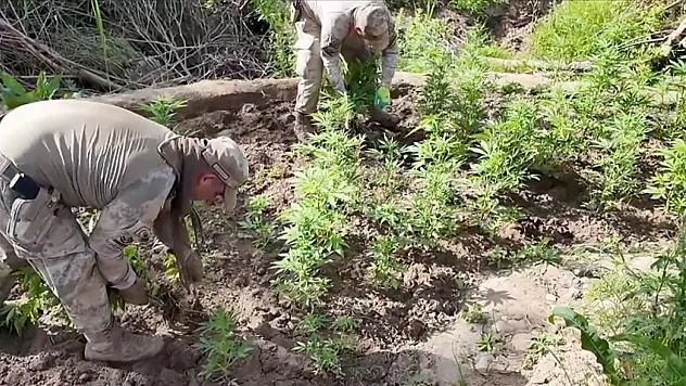 12 milyon 389 bin kök kenevir ve skunk ele geçirildi