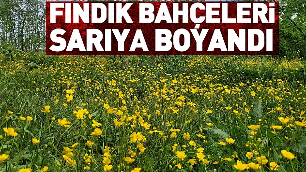 fındık bahçeleri sarıya boyandı