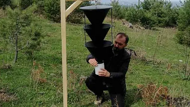 Oman zararlılarına karşı feromon tuzağı kuruluyor