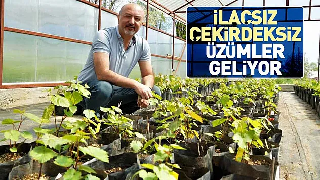 ilaçsız çekirdeksiz üzümler geliyor