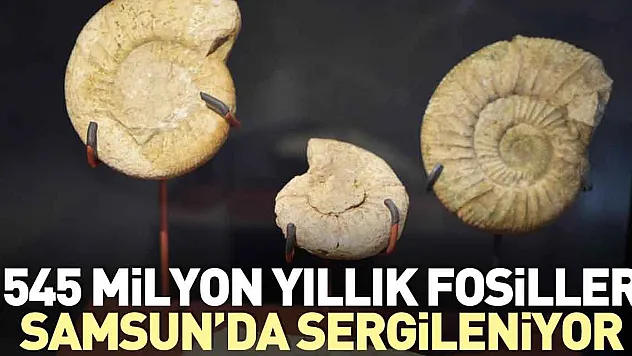 545 milyon yıllık fosiller Samsun'da sergileniyor