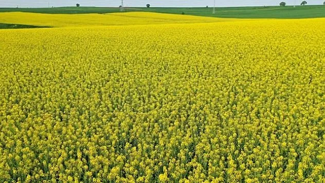 Edirne'de çiçek açan kanolalar tarlaları sarıya boyadı