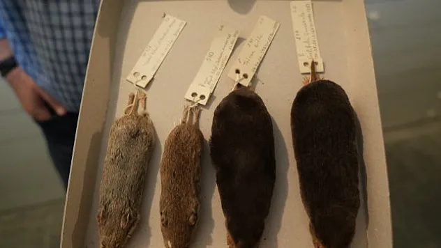 İlk tespit edilen memeli türler