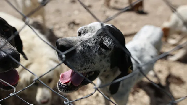terk edilen cins köpekler yuva arıyor