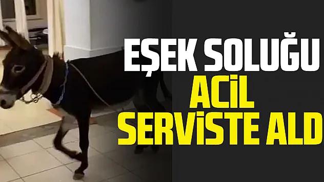 EŞEK SOLUĞU ACİL SERVİSTE ALDI