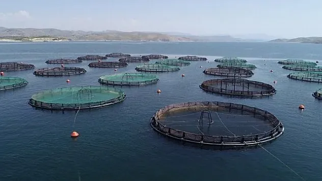 Elazığ, havyar ve Mersin balığında üretim üssü olmaya aday