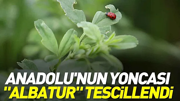 'Albatur' tescillendi