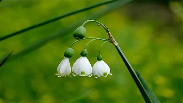 'Göl soğanları' doğayı süsledi