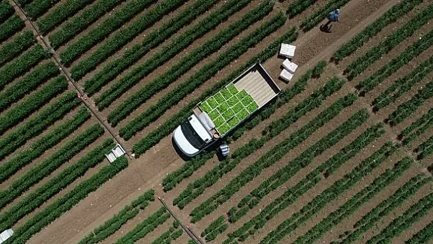 Çiftçilere 4,4 milyar lira tarımsal destekleme ödemesi bugün yapılacak