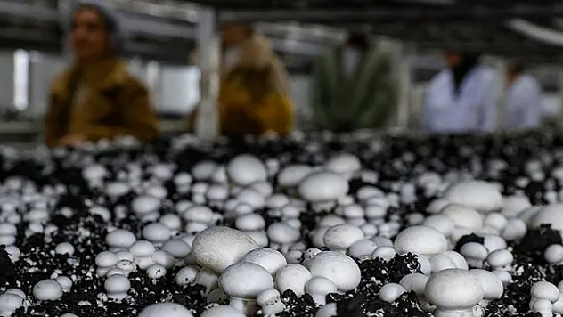 Tarımsal üretimde kullandırılacak kredilere ilişkin esaslar belirlendi