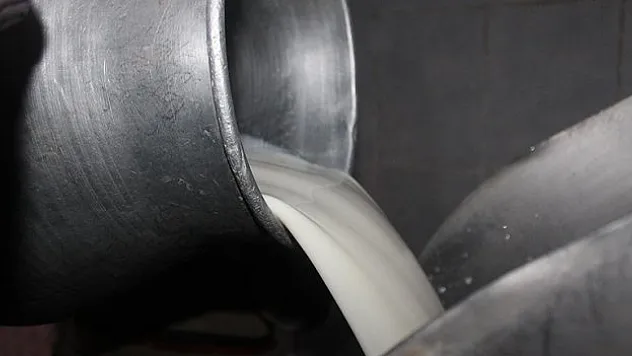 2023'te 21,5 milyon ton çiğ süt üretildi