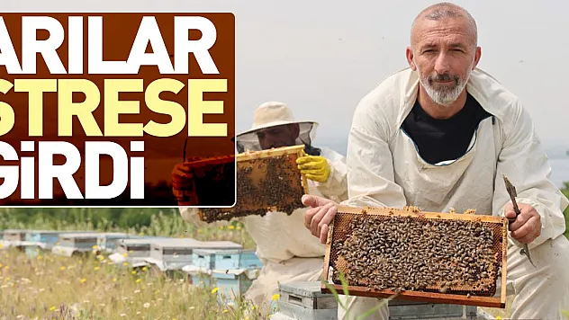 Arılar strese girdi