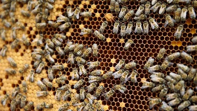 Türkiye Arıcılık Haritası güncellendi