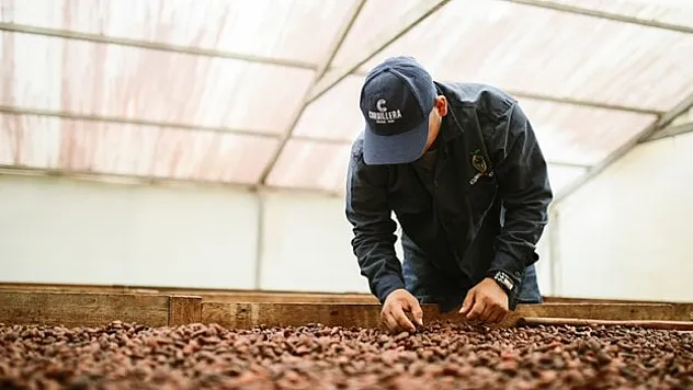 Kakao fiyatlarında tüm zamanların en hızlı haftalık düşüşü