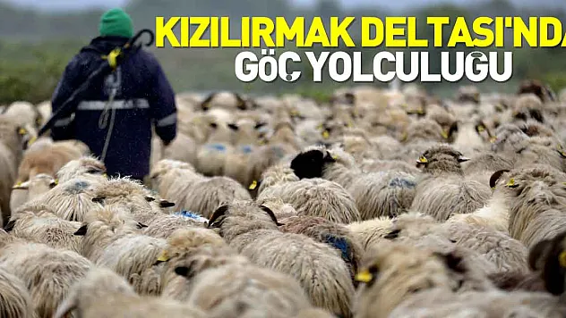 Kızılırmak Deltası'nda göç yolculuğu