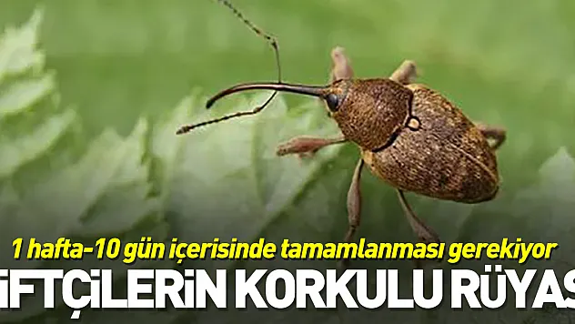 Çiftçilerin korkulu rüyası