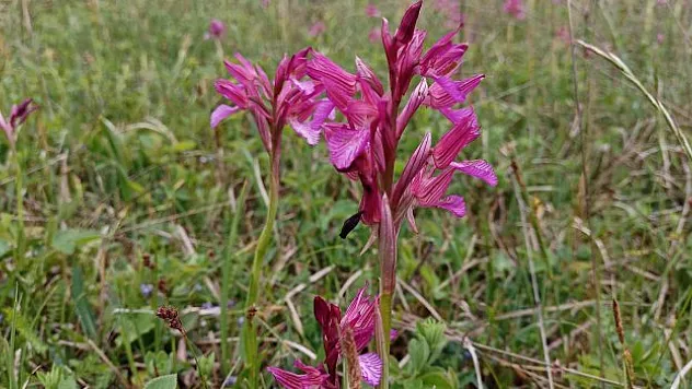 Salep için markalaştırma çalışması