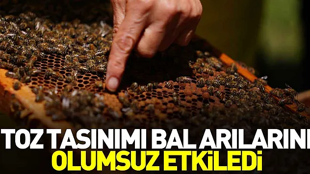 Toz taşınımı bal arılarını olumsuz etkiledi