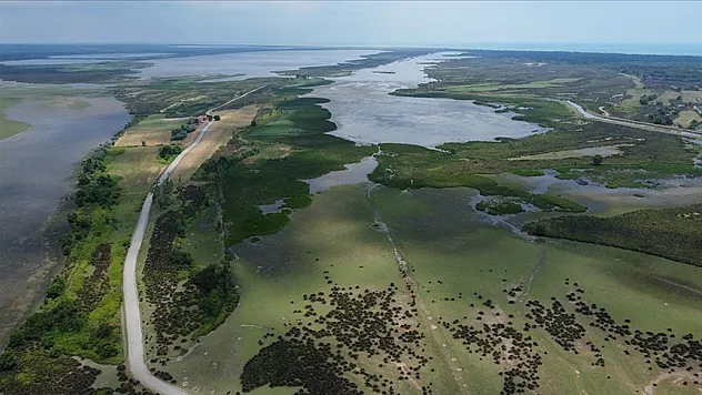 Kızılırmak Deltası nesli tehlike altındaki kuş türlerine ev sahipliği yapıyor