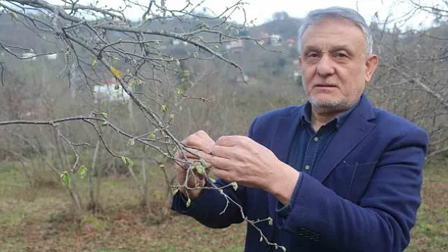 Fındık rekolte tahmini başladı