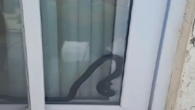 Yılan panik yaşattı