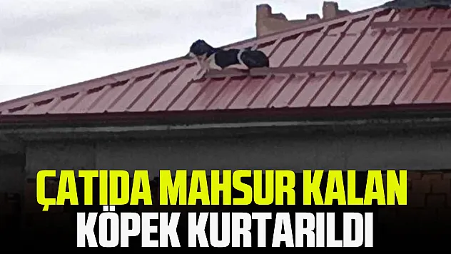 Çatıda Mahsur Kalan Köpek Kurtarıldı