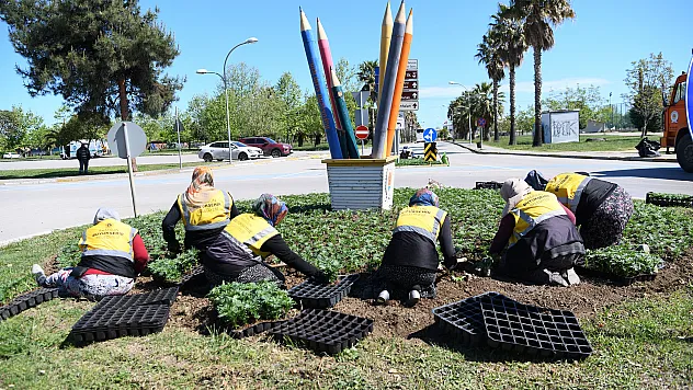 Samsun 500 bin kadife çiçeği ile renklendirildi