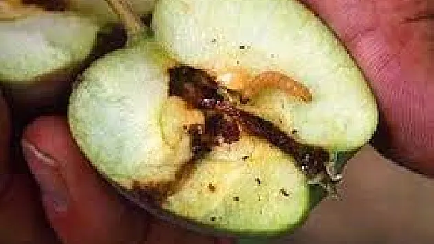 Elma iç kurdu zararlısı, bahçelerde yüzde 100'e kadar zarar verebilir