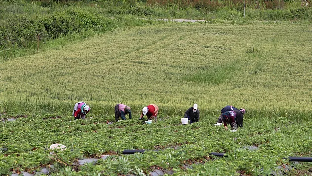 Bafra'nın organik çileklerine talep artıyor