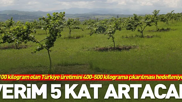 Verim 5 kat artacak