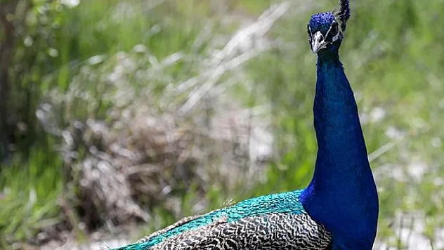 Tavus kuşlarının sayısının artırılması hedefleniyor