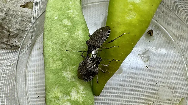 Giresun'da kahverengi kokarcayla 'samuray'lı mücadele