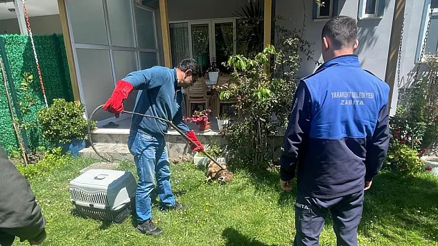 yaralı çakal belediye ekipleri ile kurtarıldı