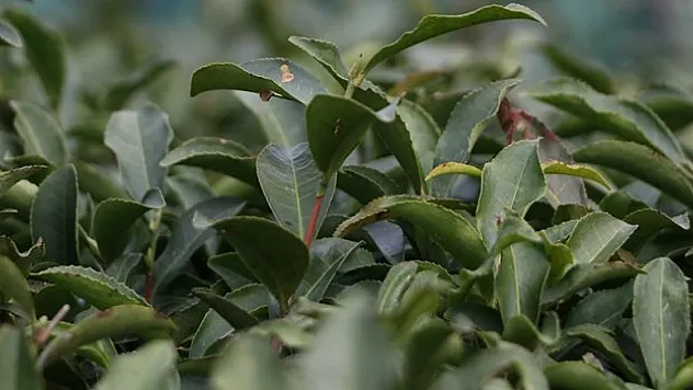 Rize'nin 4 aylık çay ihracatı 5,9 milyon dolar oldu